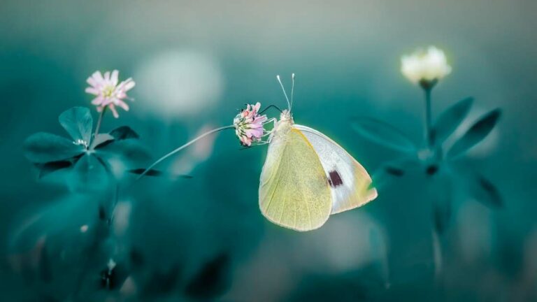 Manifestation Exercises to Achieve Your Desires